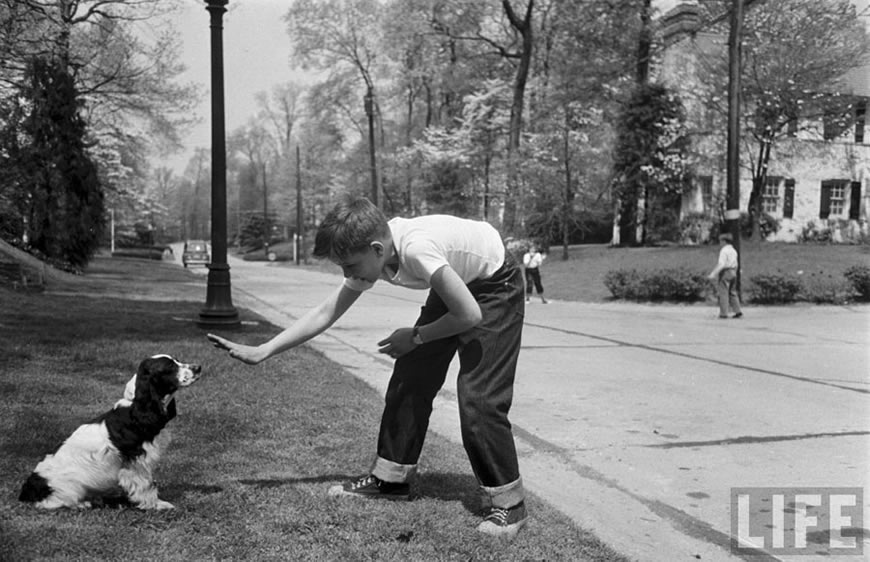 Boy Buys Dog (Мальчику купили собаку), 1951