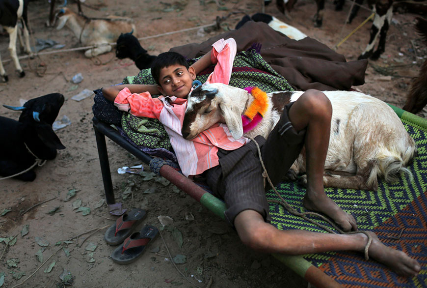 An Indian boy lays on a charpoy with a goat he is selling at an outdoor market (Индийский мальчик лежит на походной койке с козой, которую он продаёт на рынке), Oct. 19.2012