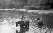 Bathing horses