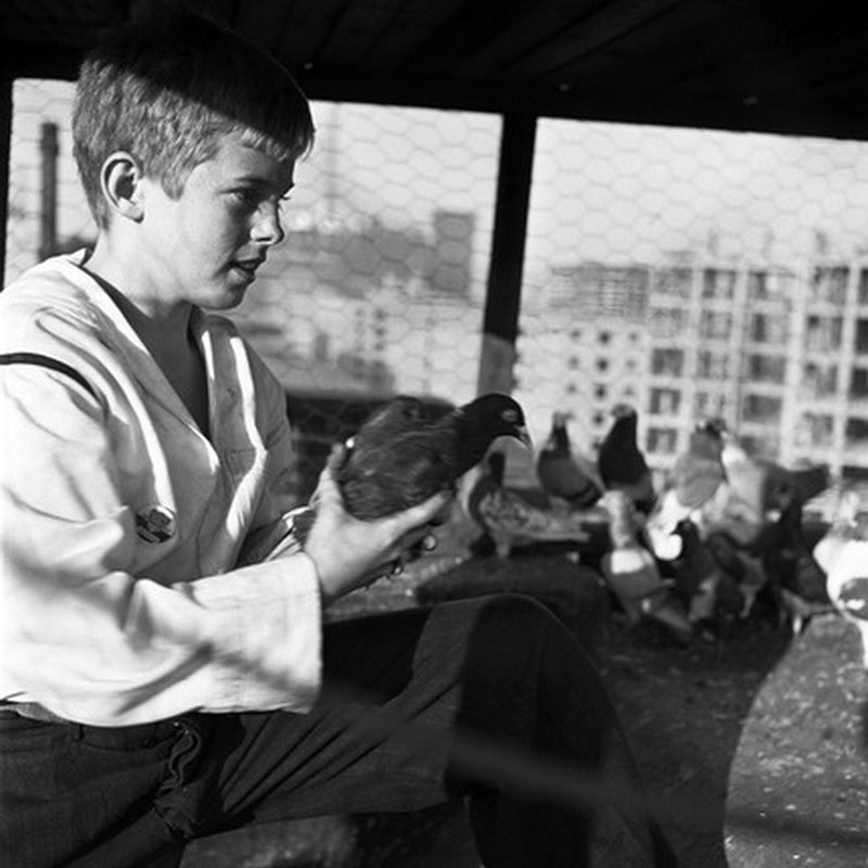 Shoeshine Boy. Devecote (Чистильщик обуви. Голубятня), 1947