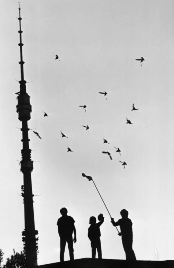 Голубятники (Dovecotes), 1972