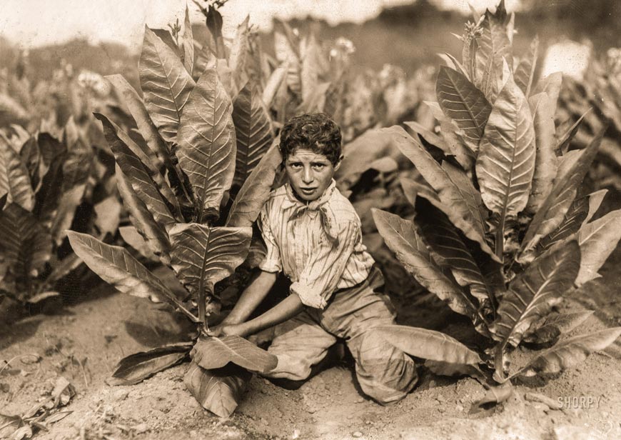 10 year old picker (10-ти летний сборщик), August 1917