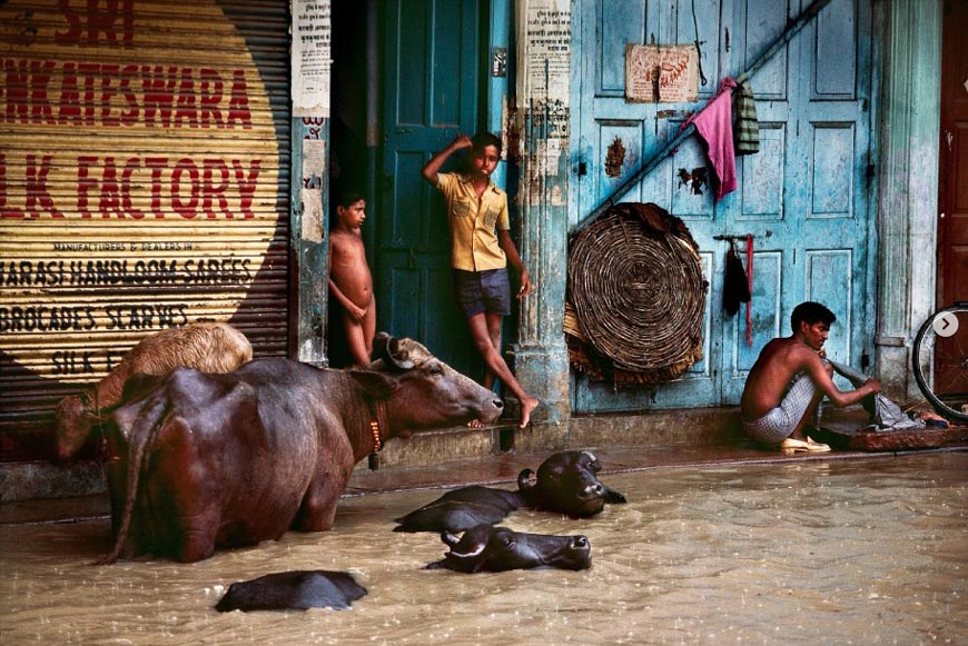 Children and animals seek shelter from rising monsoon waters (Дети и животные ищут укрытие от поднимающихся муссонных вод), 1983