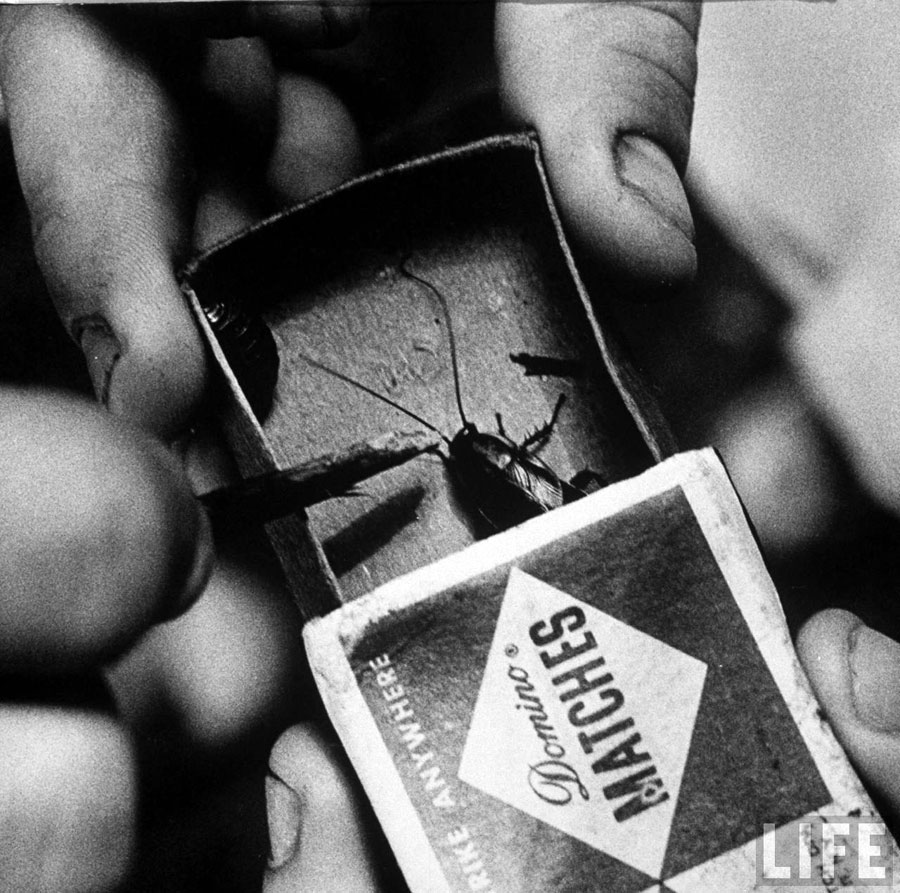 Boy displays matchbox with insect inside, 1970