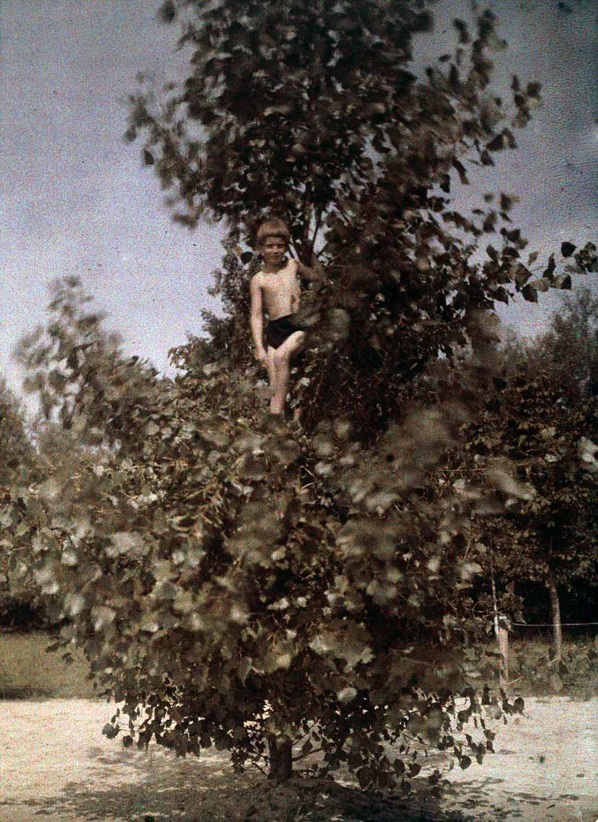 Boy in a tree (Мальчик на дереве), c.1920