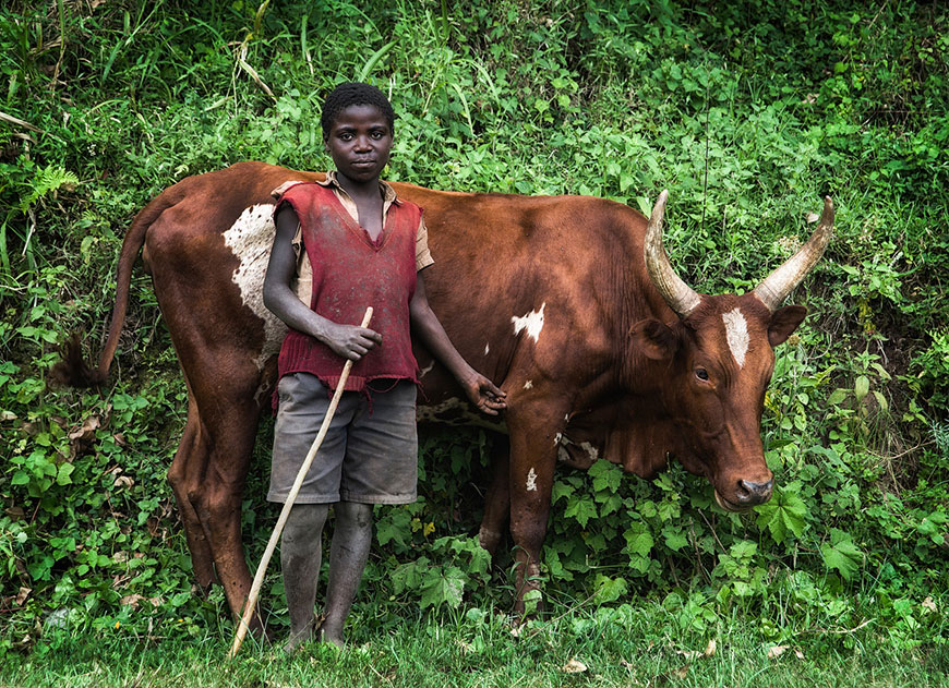 Cattle herder (Коровий пастух), 2016