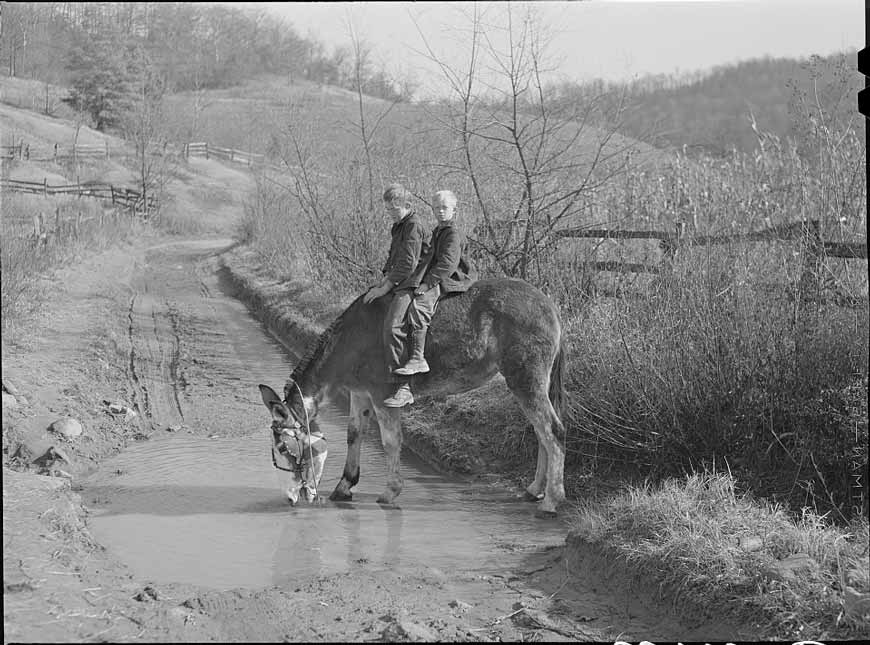 Two of Dutton (Dut) Calleb's children watering the mule (Два ребёнка Даттона Каллеба на муле пересекают ручей), Nov.1940