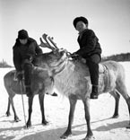 Boys riding deer