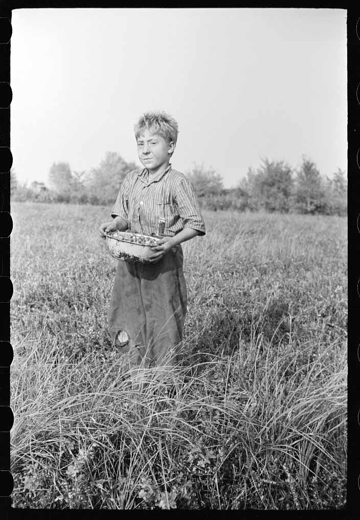 Child labor, cranberry bog (Детский труд, клюквенное болото), October 1938 