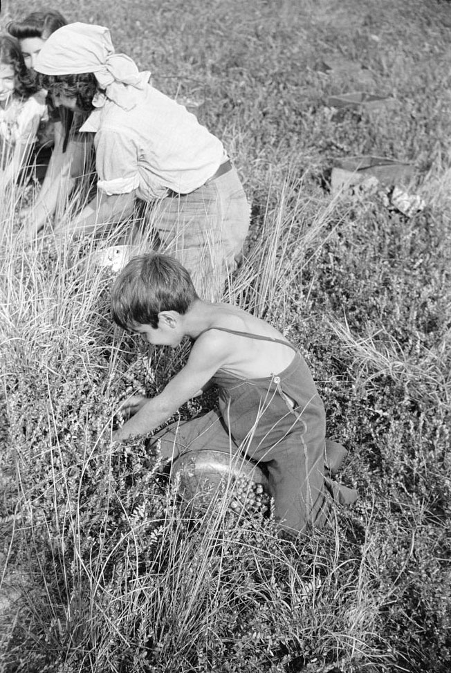 Child picking cranberries (Ребёнок, собирающий клюкву), Oct.1938