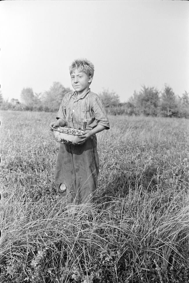 Child labor, cranberry bog (Детский труд, клюквенное болото), Oct.1938