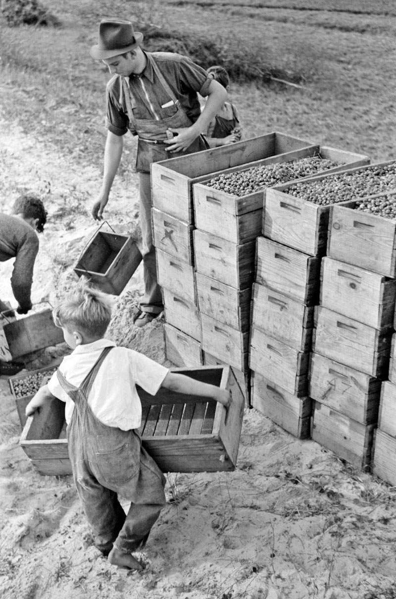 Child labor, cranberry bog (Детский труд, клюквенное болото), Oct.1938