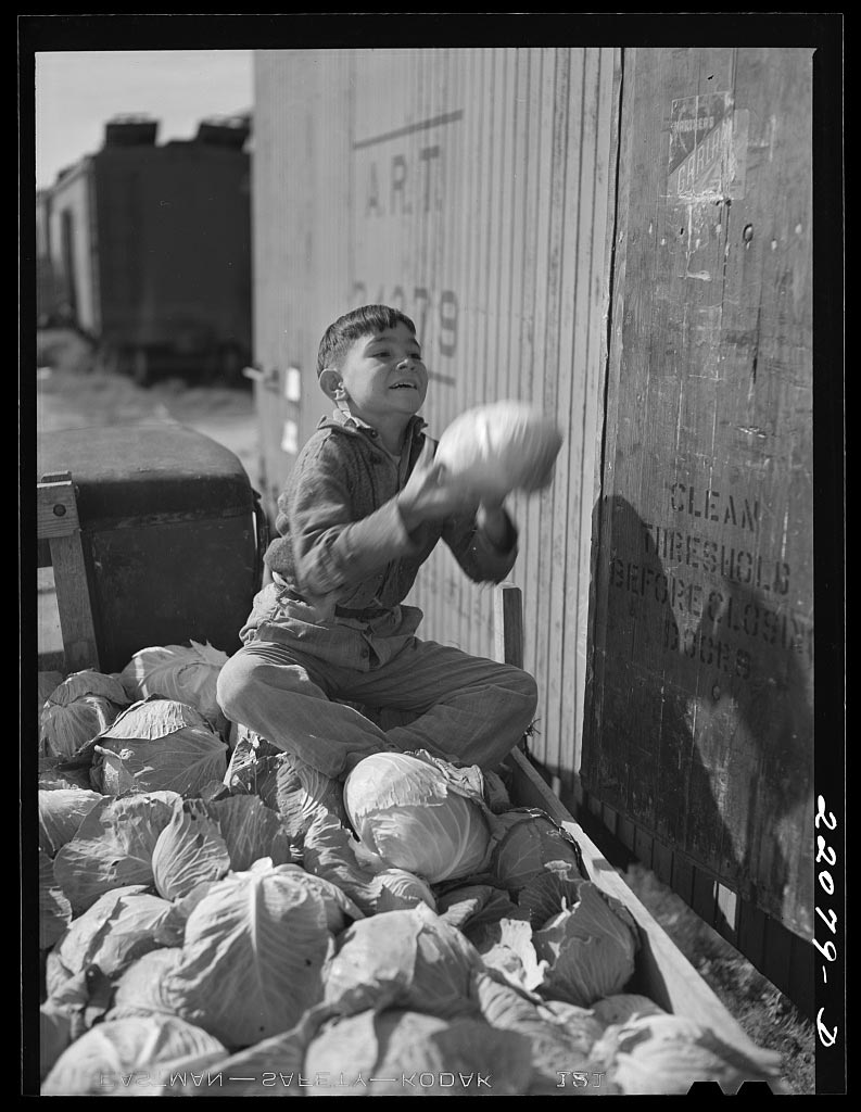 Loading cabbage (Сбор капусты), February 1942