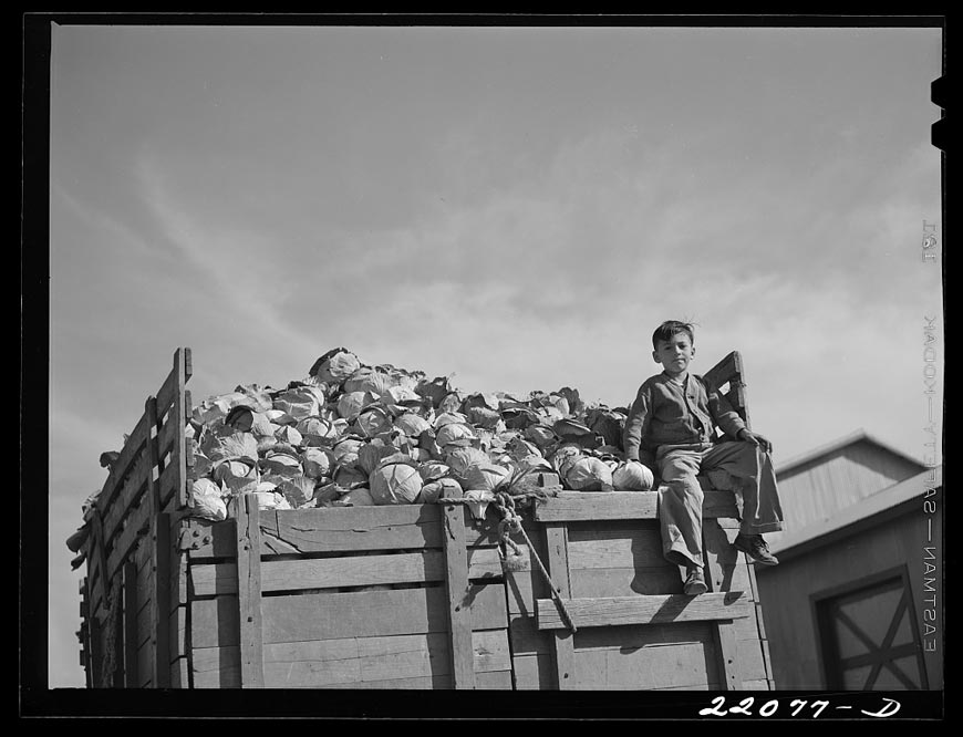 Loading cabbage (Сбор капусты), February 1942