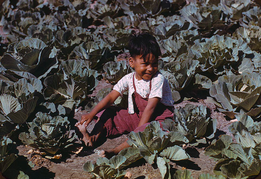 Child of a migratory farm laborer in the field during the harvest of the community center's cabbage crop (Ребёнок работника фермы мигрантов на поле во время сбора урожая капусты, принадлежащей общественному центру), Jan.1942 