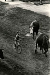 A shepherdboy on a bicycle