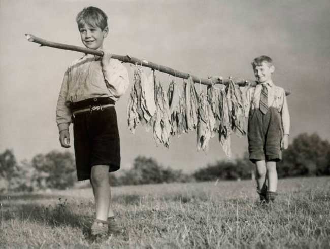 Tobacco Boys (Табачные мальчики), 1941