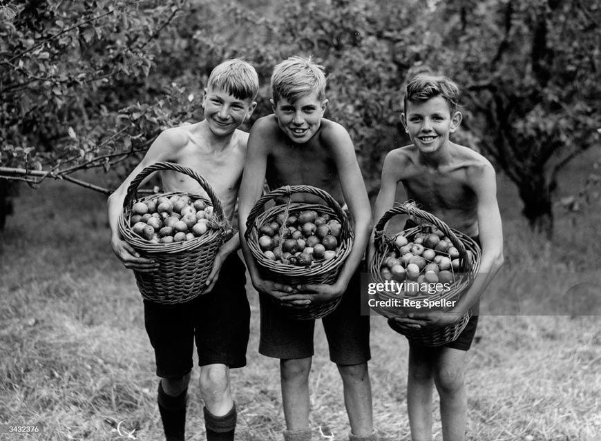 Fruit Pickers (Сборщики фруктов), 1943