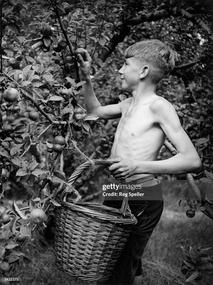 Fruit Picking (Сбор фруктов), 1943