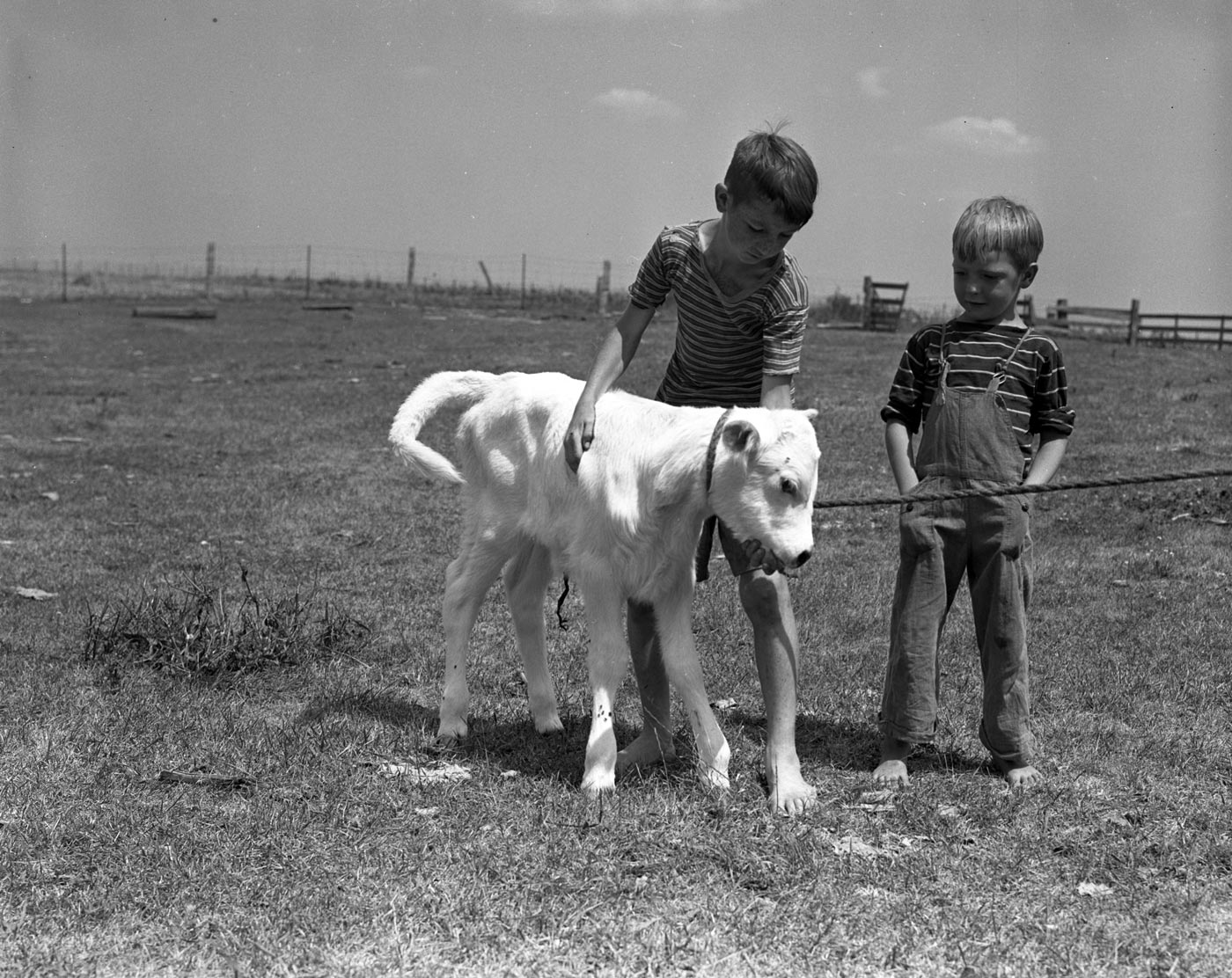 Jack Newhall and Donald Sell, son of owner George W. Sell, show off the farm's new albino calf (Джек Ньюхолл и Дональд Селл, сыновья собственника Джорджа Селла, демонстрируют нового теленка-альбиноса, выращенного на ферме), August 1940