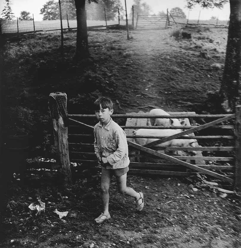 Мальчик со свиньями (Boy with pigs), 1968