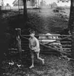 Boy with pigs