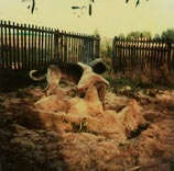 Andrei Tarkovsky 