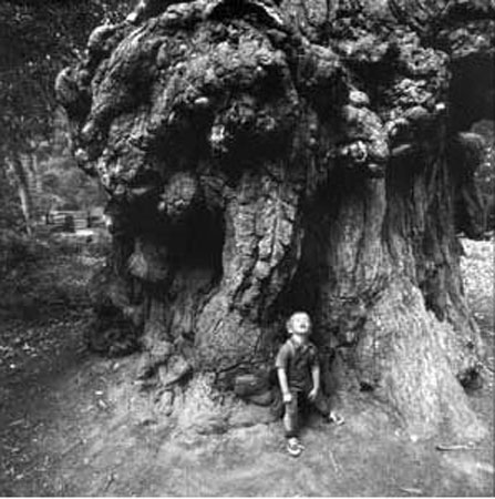 Boy under Redwood Tree (Мальчик под мамонтовым деревом)