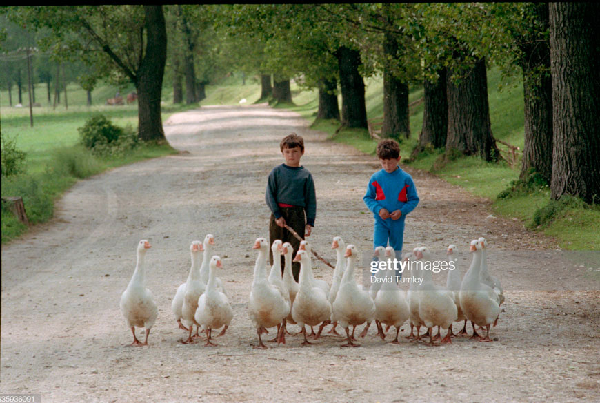 Young Polish Boys Walking with Geese (Польские мальчики, шагающие вместе с гусями), 1989