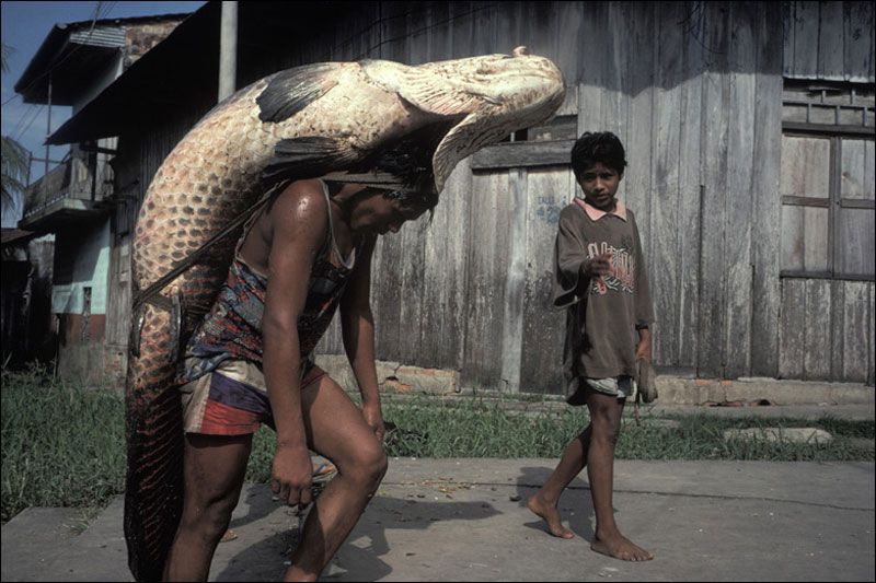 Carrying paiche to market(Доставка рыбы-арапаимы на рынок)