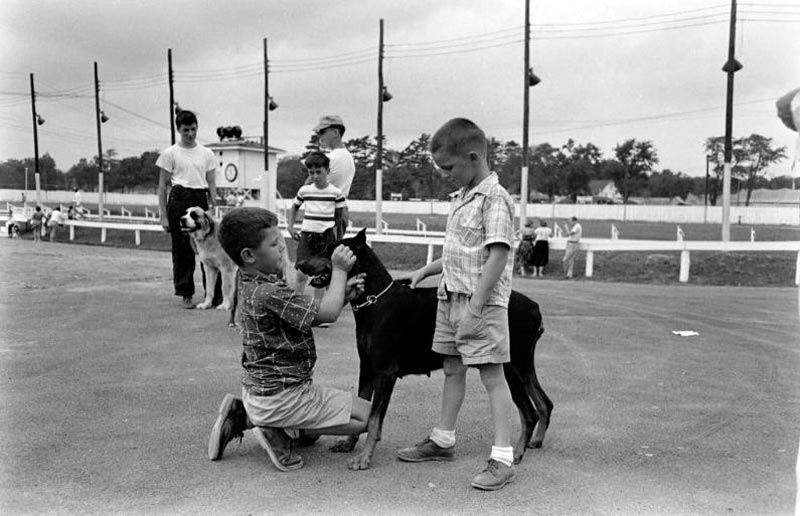 Children petting a dog at a Mutt Derby event (Дети гладят собаку на мероприятии Мьют Дерби), 1953