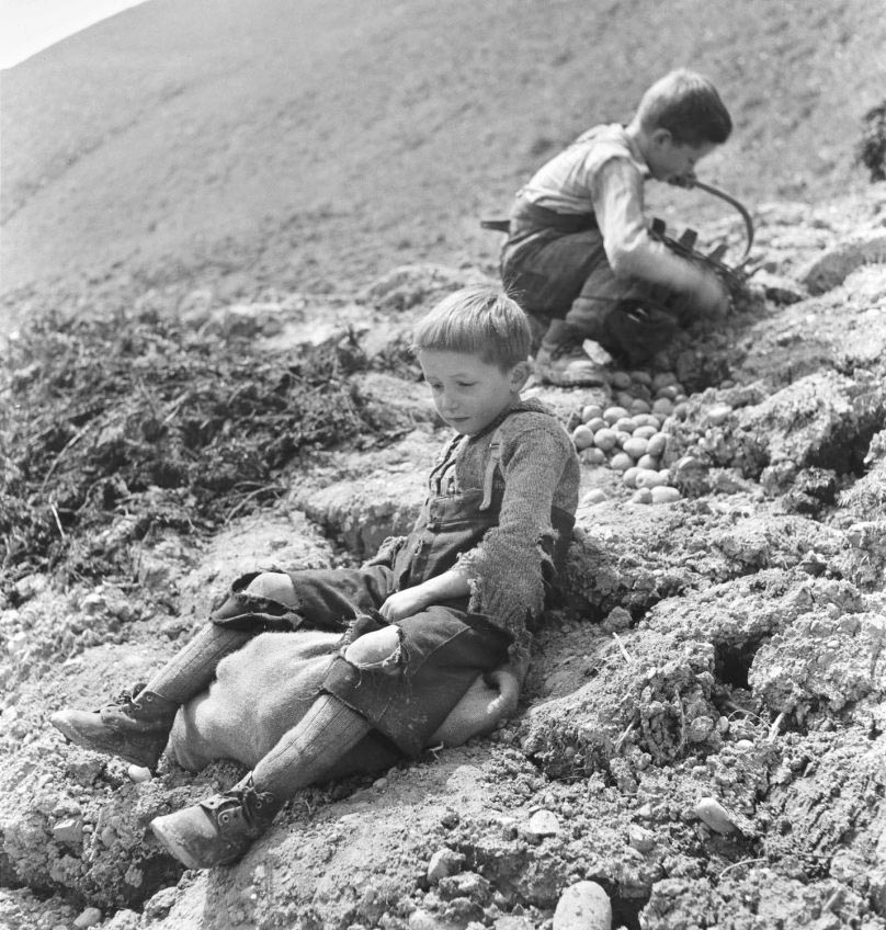 Zwei kleine Jungen auf einem Feld Kartoffeln einsammelnd (Два мальчика, собирающие картошку в поле), 1941