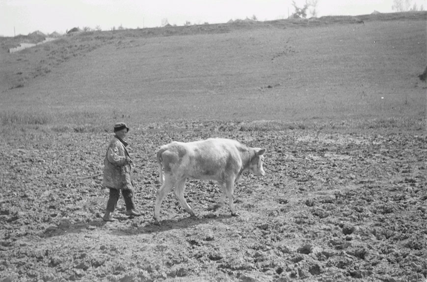 Teenager with calf (Подросток с теленком), c.1943