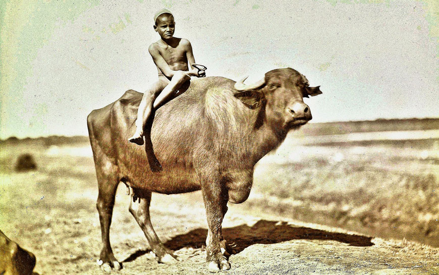 Naked boy riding a water buffalo (Нагой мальчик на буйволе), 1870s