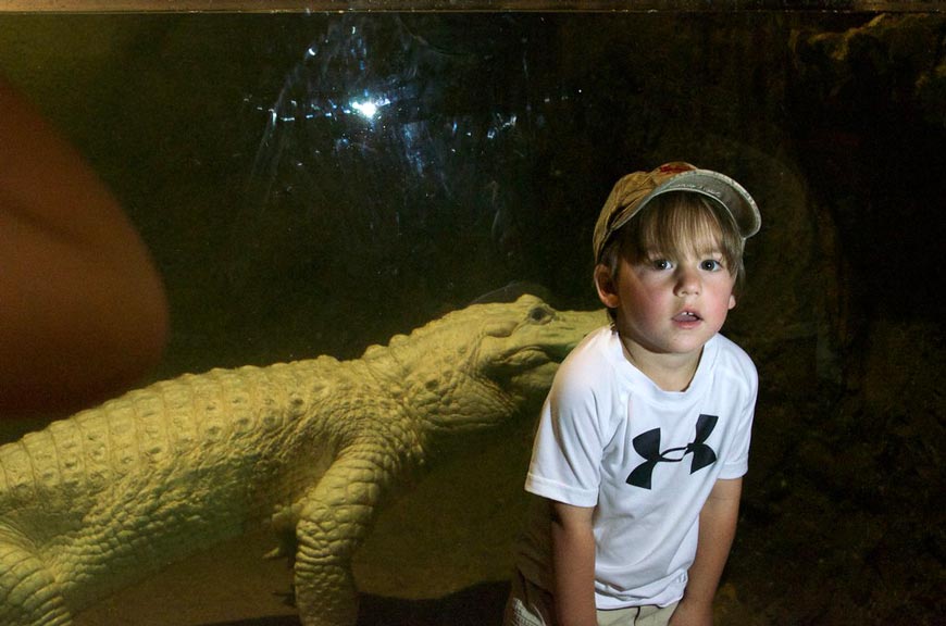 Boy and white alligator (Мальчик и белый аллигатор), 2014